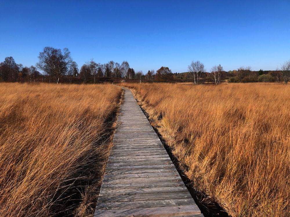 a wooden walkway in a field of tall grass