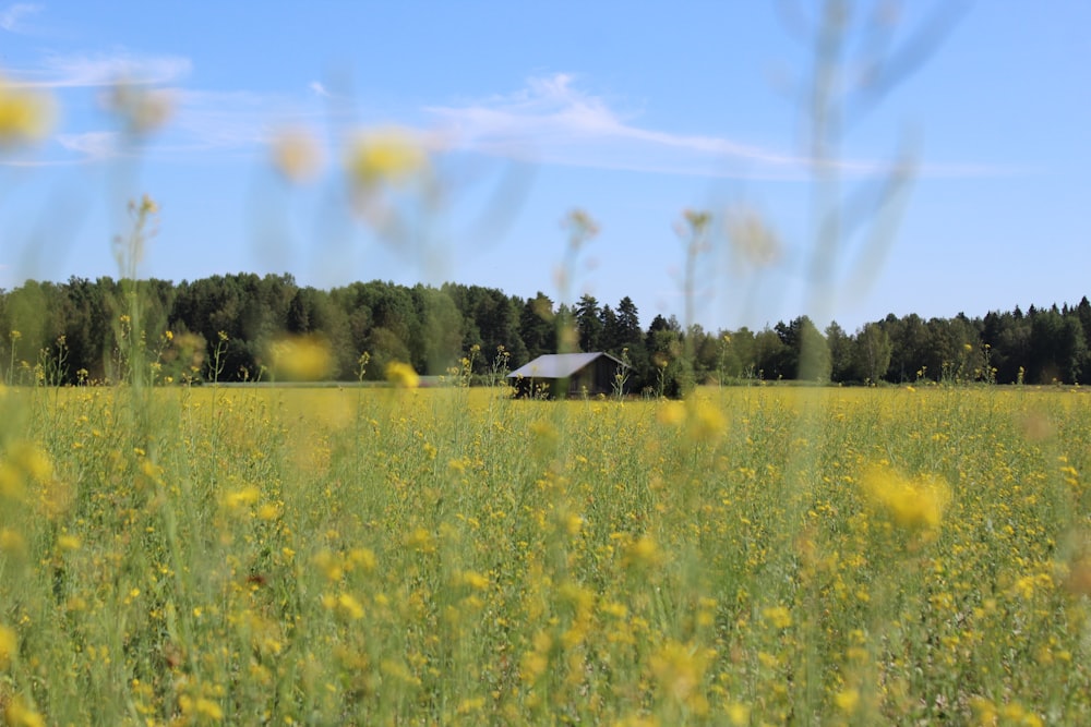 a field of yellow flowers with a barn in the distance