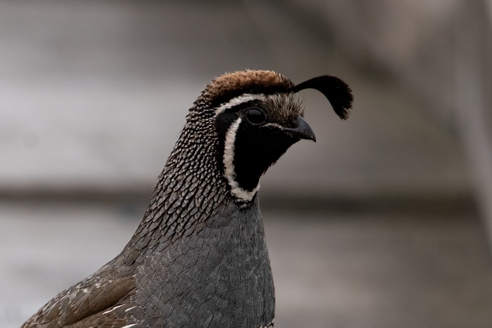 a close up of a bird with a blurry background