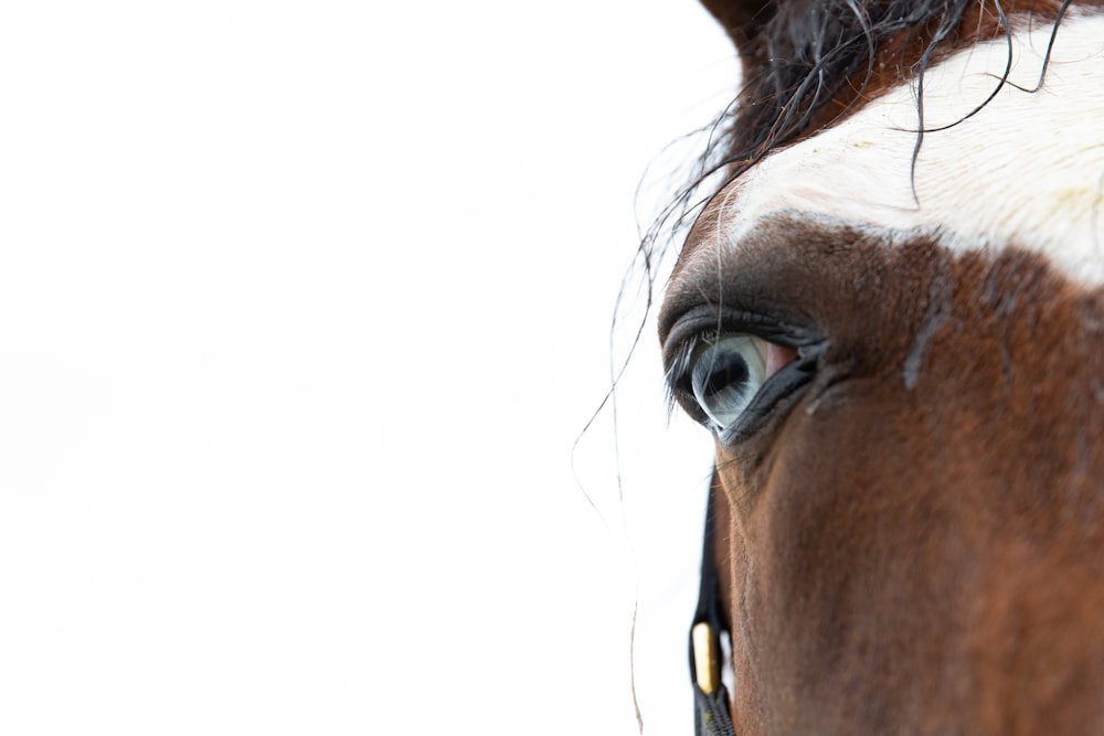 a close up of a brown and white horse's eye