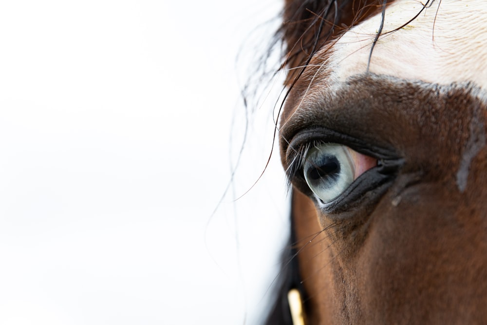 a close up of the eye of a horse