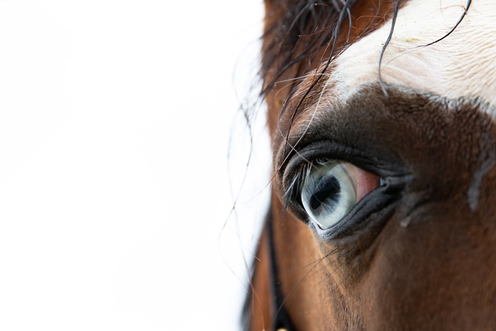 a close up of a brown and white horse's eye