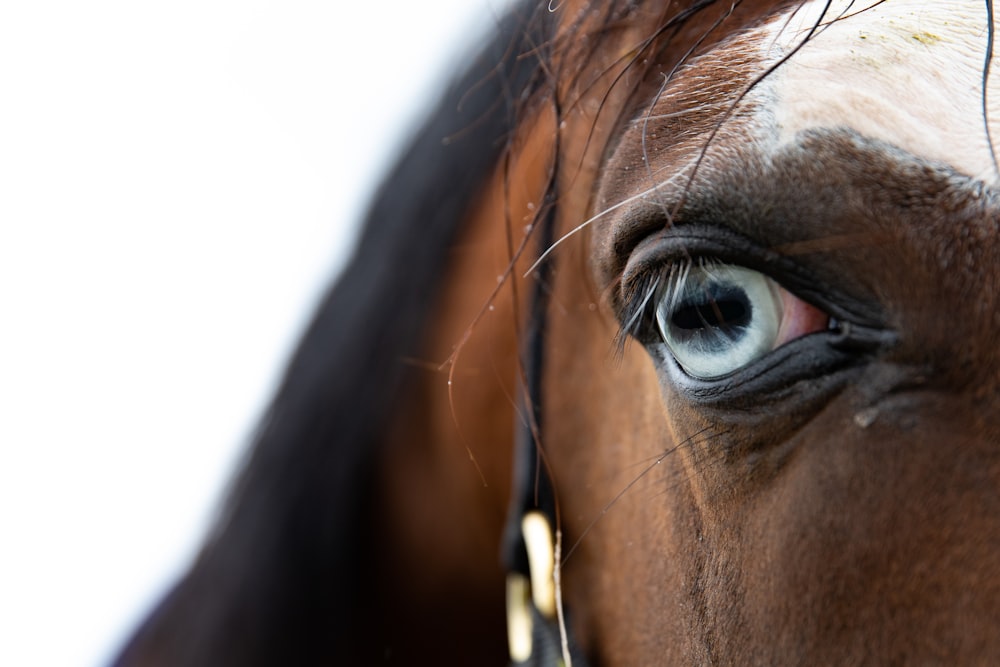 a close up of a horse's eye with a white background