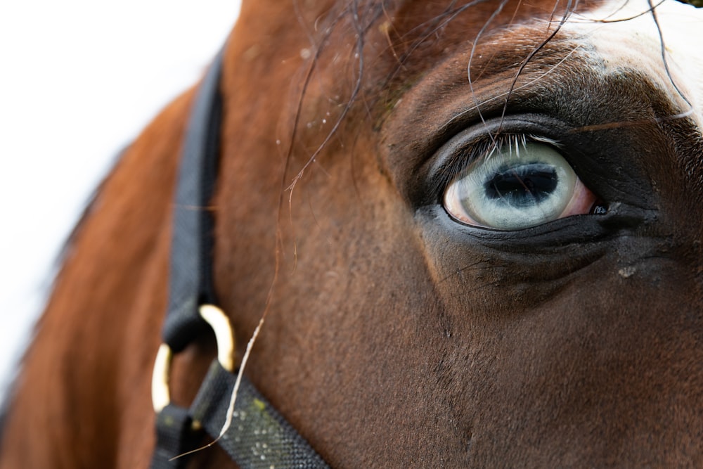 a close up of a horse's eye and nose