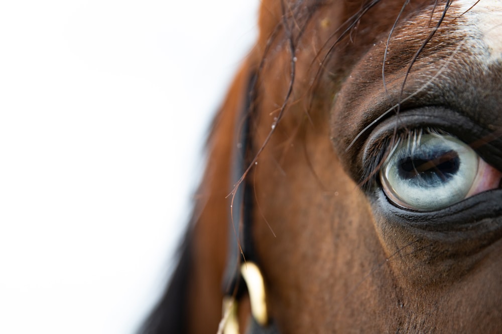 a close up of a brown horse's eye