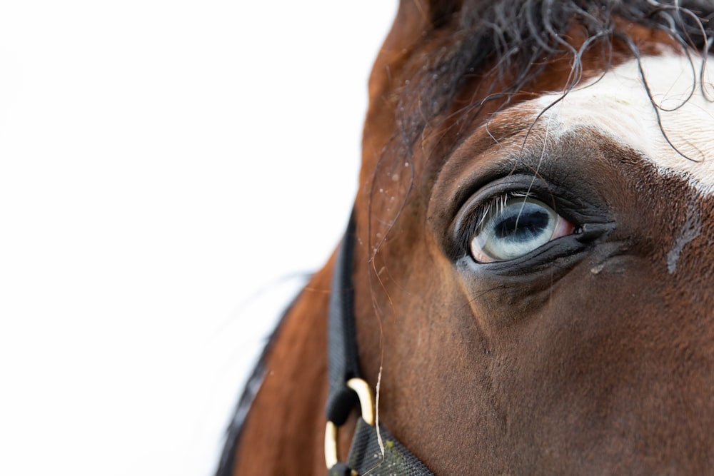 a close up of a horse's eye with a white background