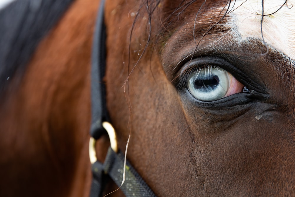 a close up of a horse's eye with a black bridle