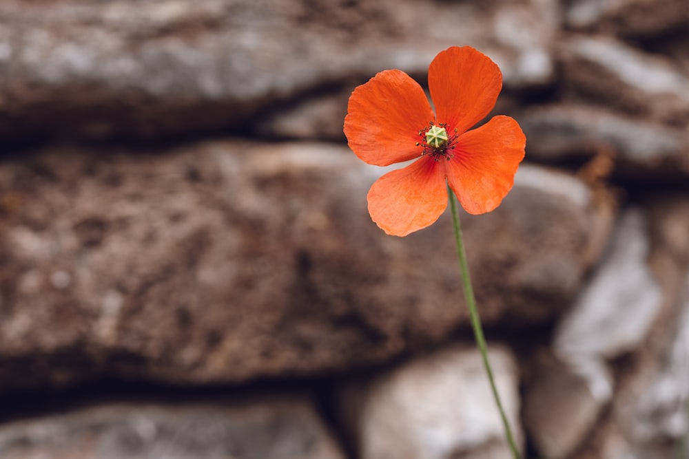 a single orange flower in front of a rock wall