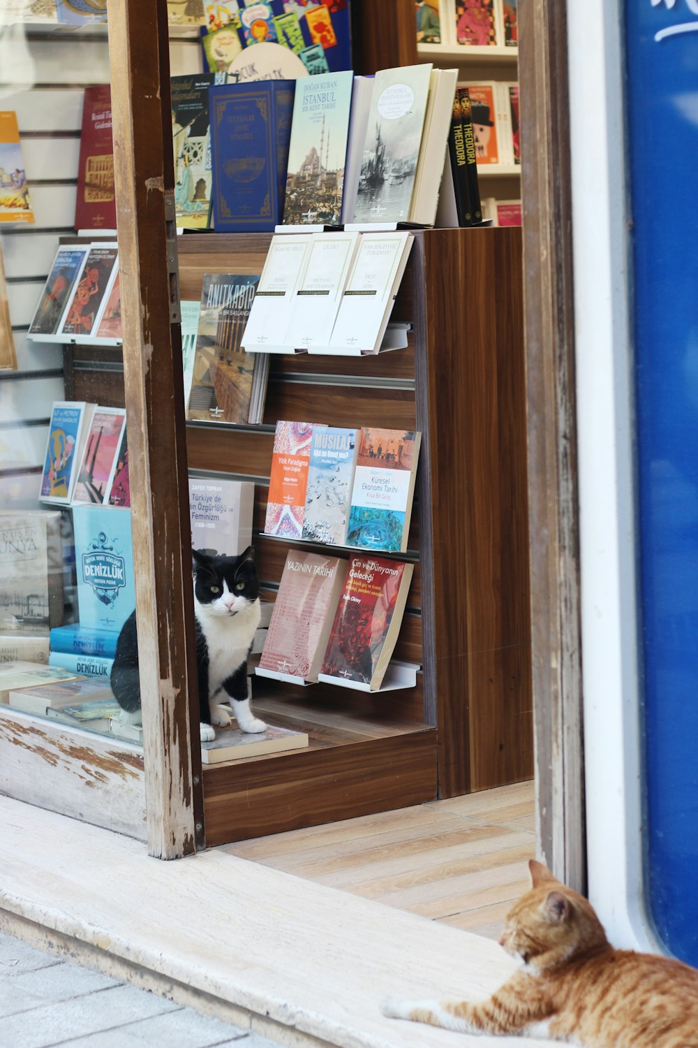 a cat laying on the ground in front of a book store