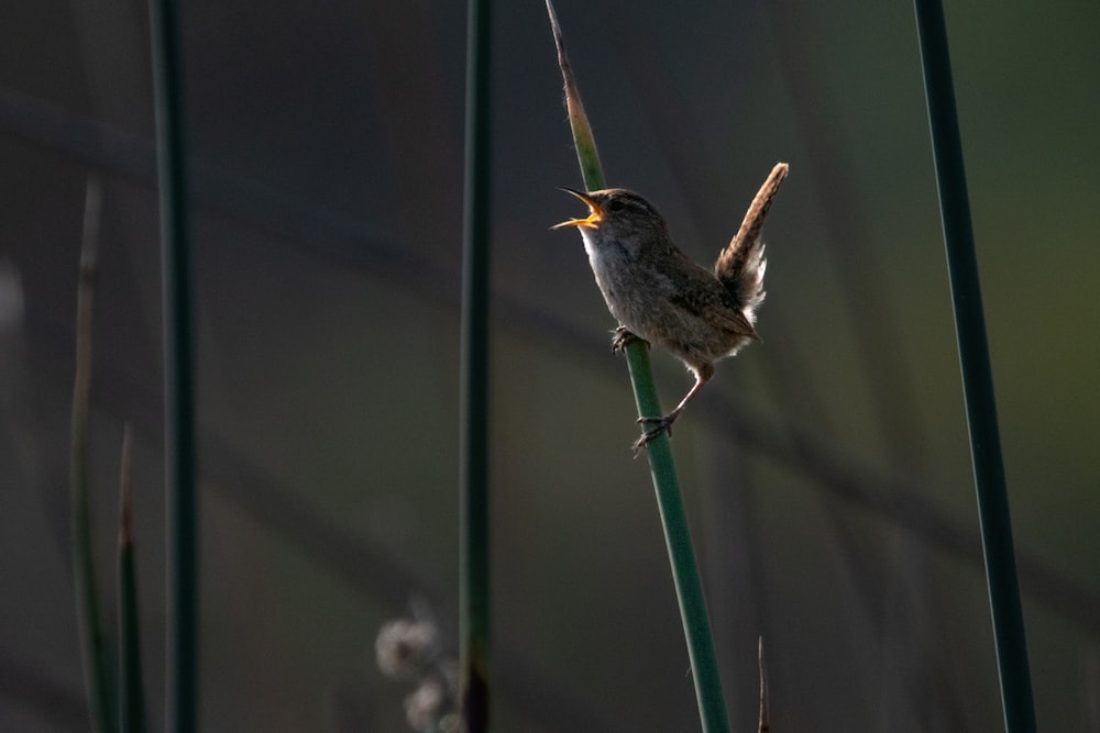 a small bird sitting on top of a green plant