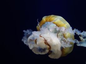 A gracefully floating jellyfish with a translucent and delicate body, exhibiting intricate patterns and textures in its tentacles and bell. The background is deep blue, enhancing the ethereal beauty of the jellyfish.