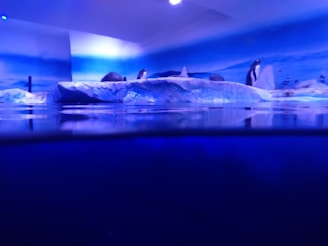 Penguins stand and interact on icy terrain, surrounded by a simulated arctic environment. The lighting casts a cool, bluish glow, enhancing the appearance of the cold habitat.