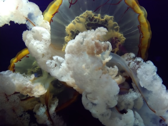 A close-up view of a jellyfish displaying intricate details. The translucent body has a glowing, ethereal appearance with a ring of golden yellow fringes. Frilly, white tentacle-like structures extend from the central area, creating a sense of movement and fluidity.