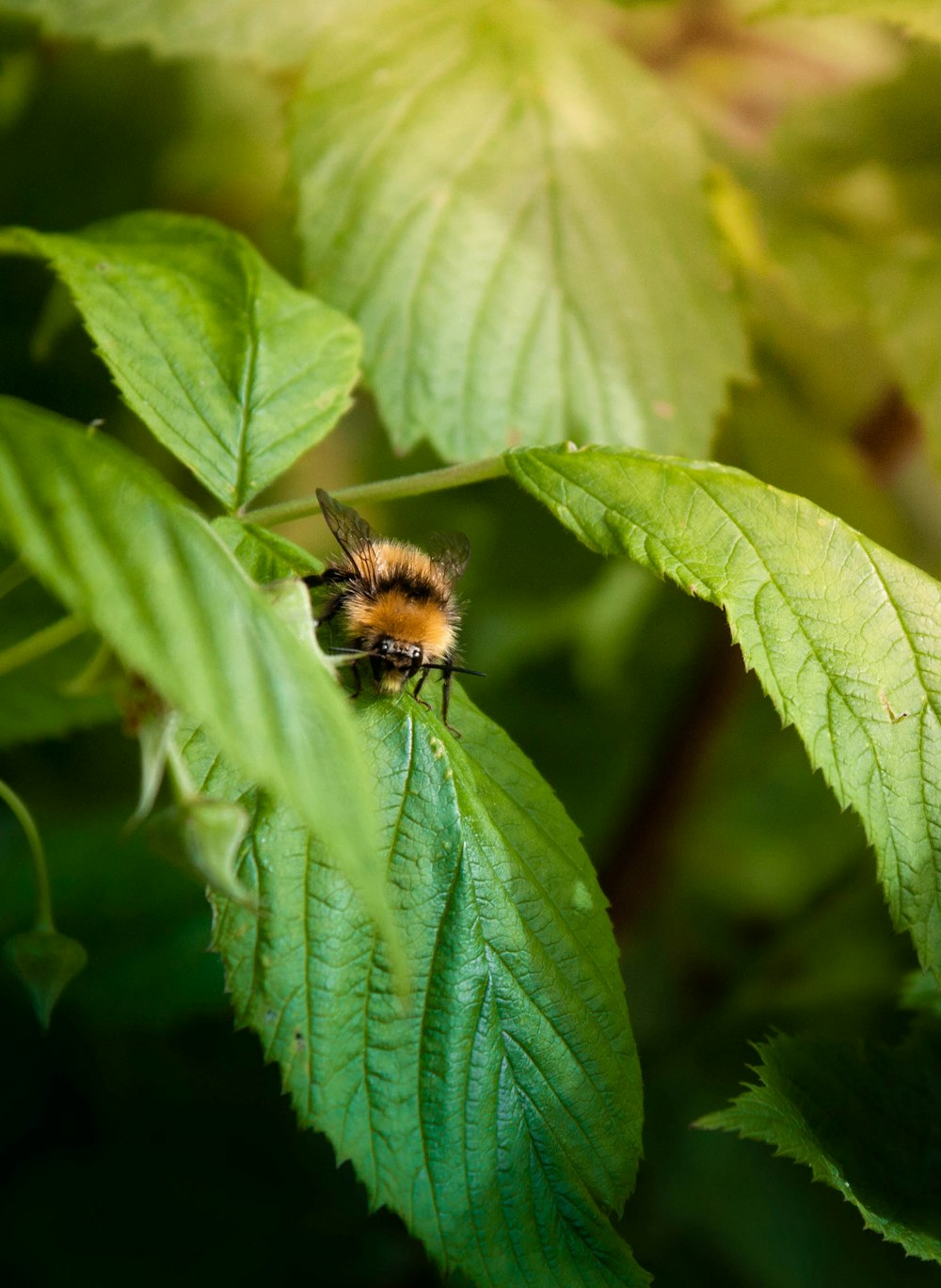 a bee sitting on top of a green leaf