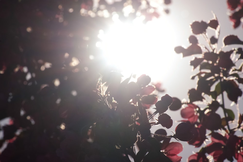 the sun shines through the branches of a tree