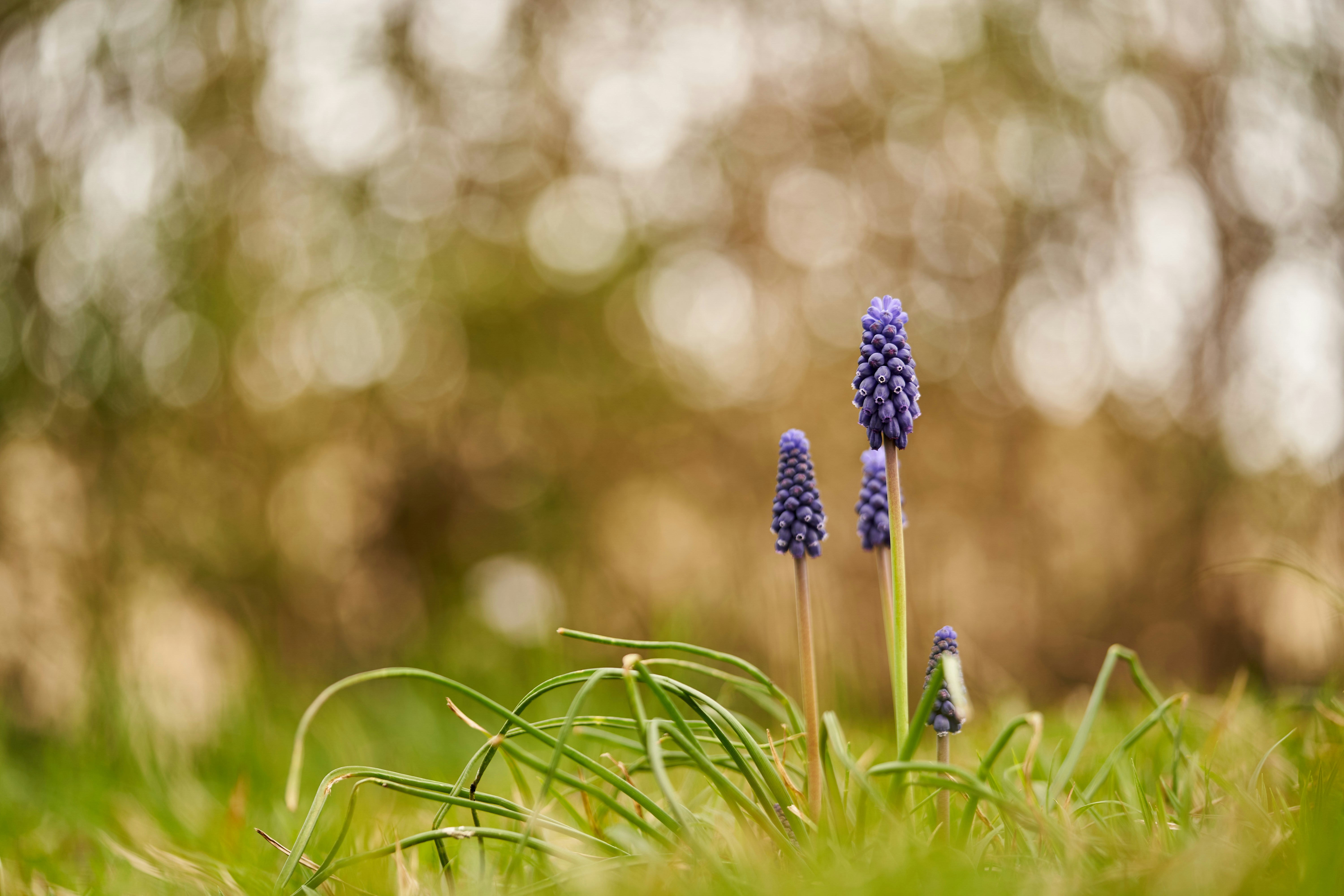 Photo by wolfgang_hasselmann