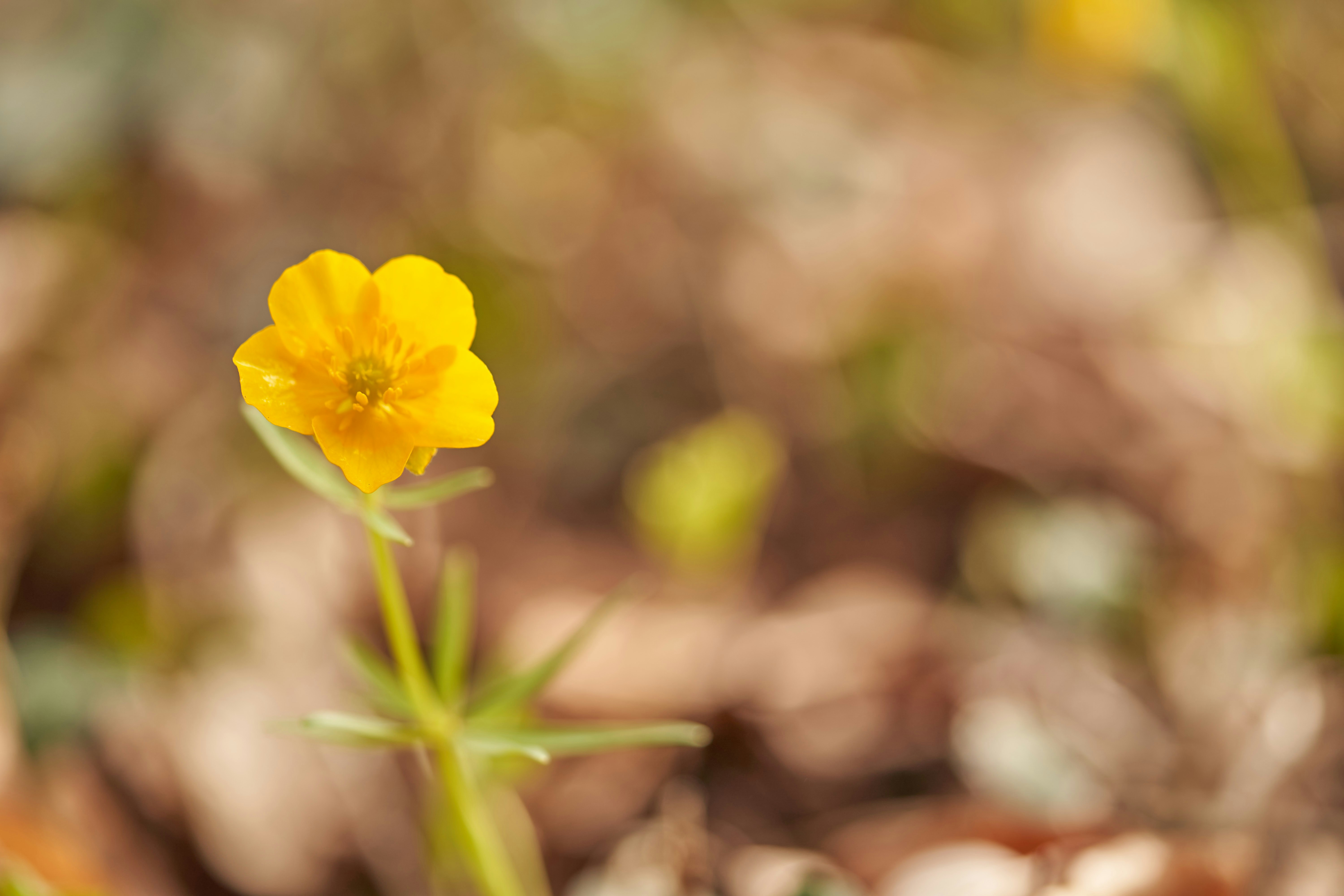 Photo by wolfgang_hasselmann