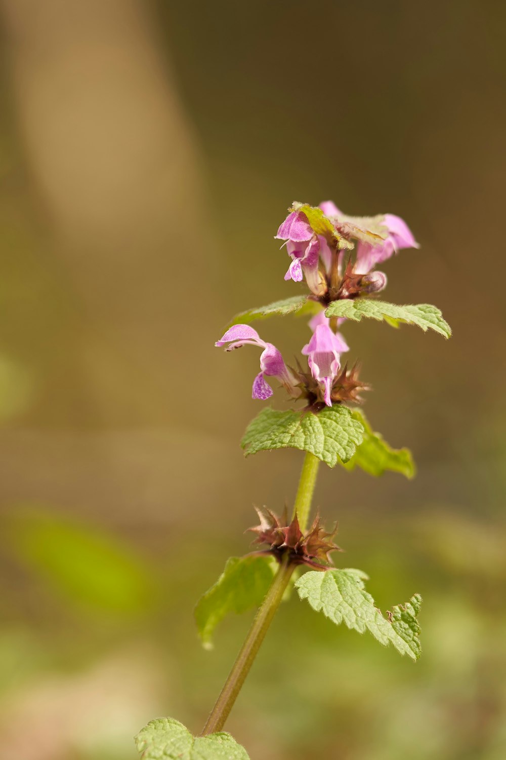 a close up of a pink flower with green leaves