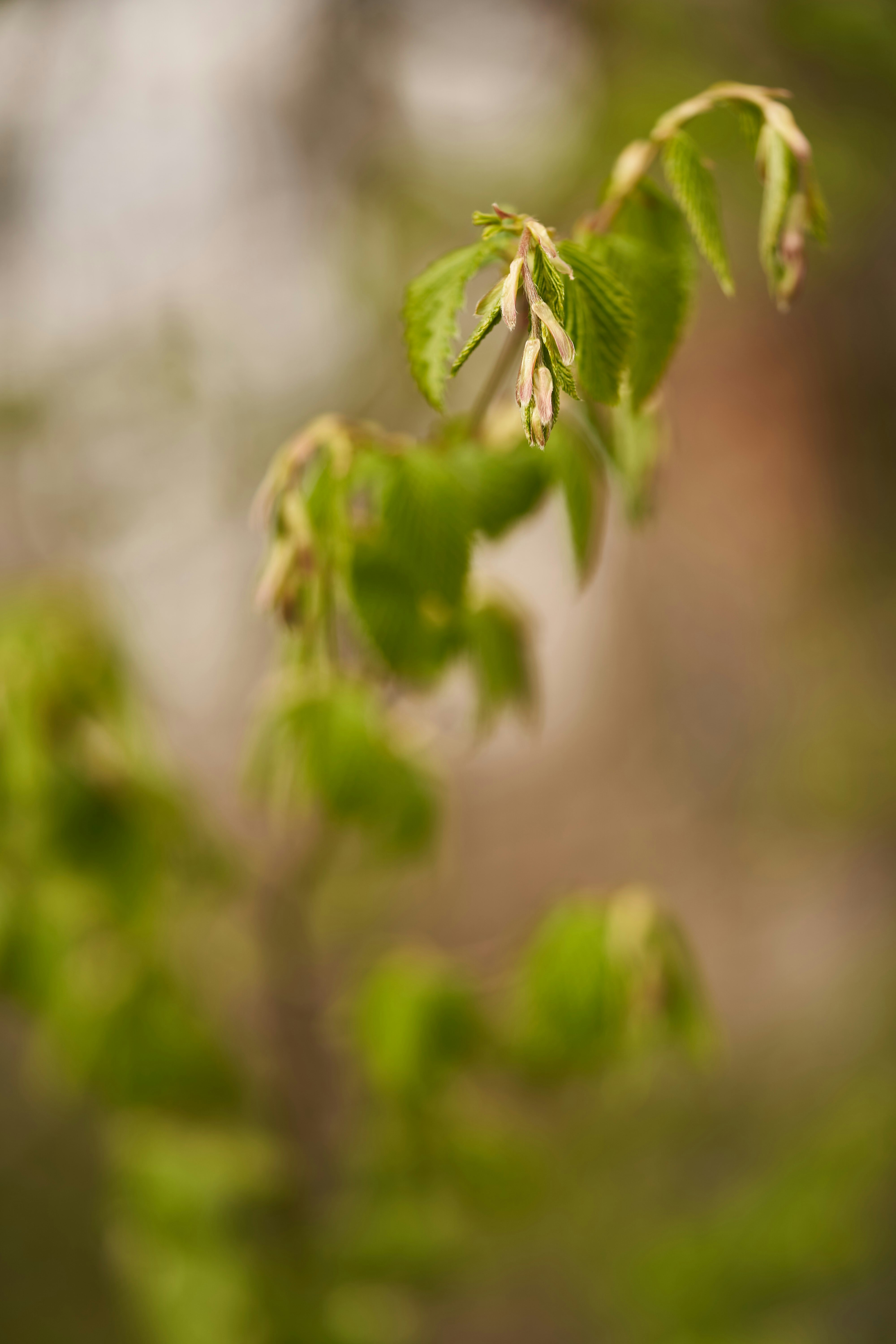 Photo by wolfgang_hasselmann