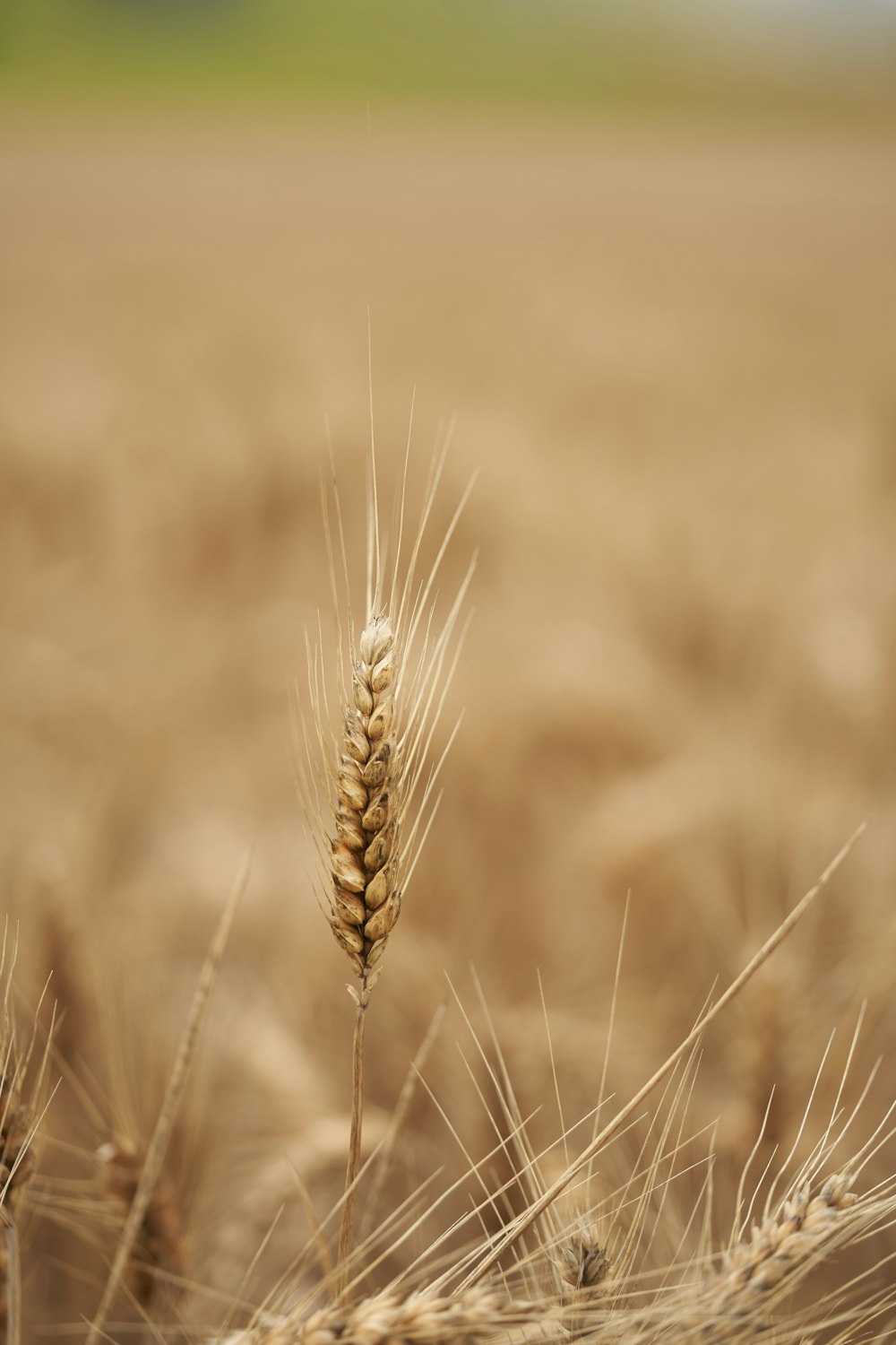 um close up de um campo de trigo com um fundo desfocado