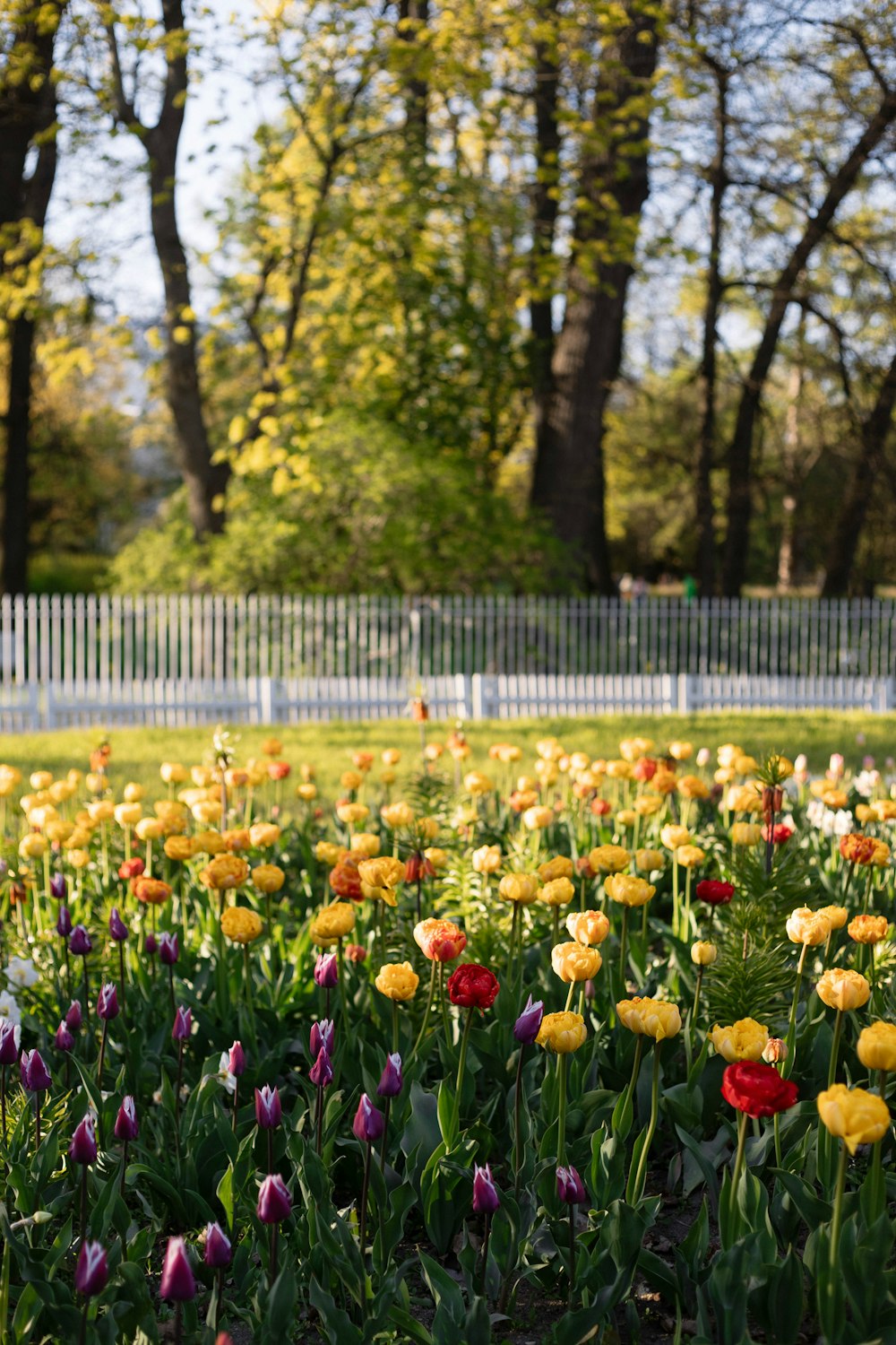 un mazzo di fiori che sono nell'erba