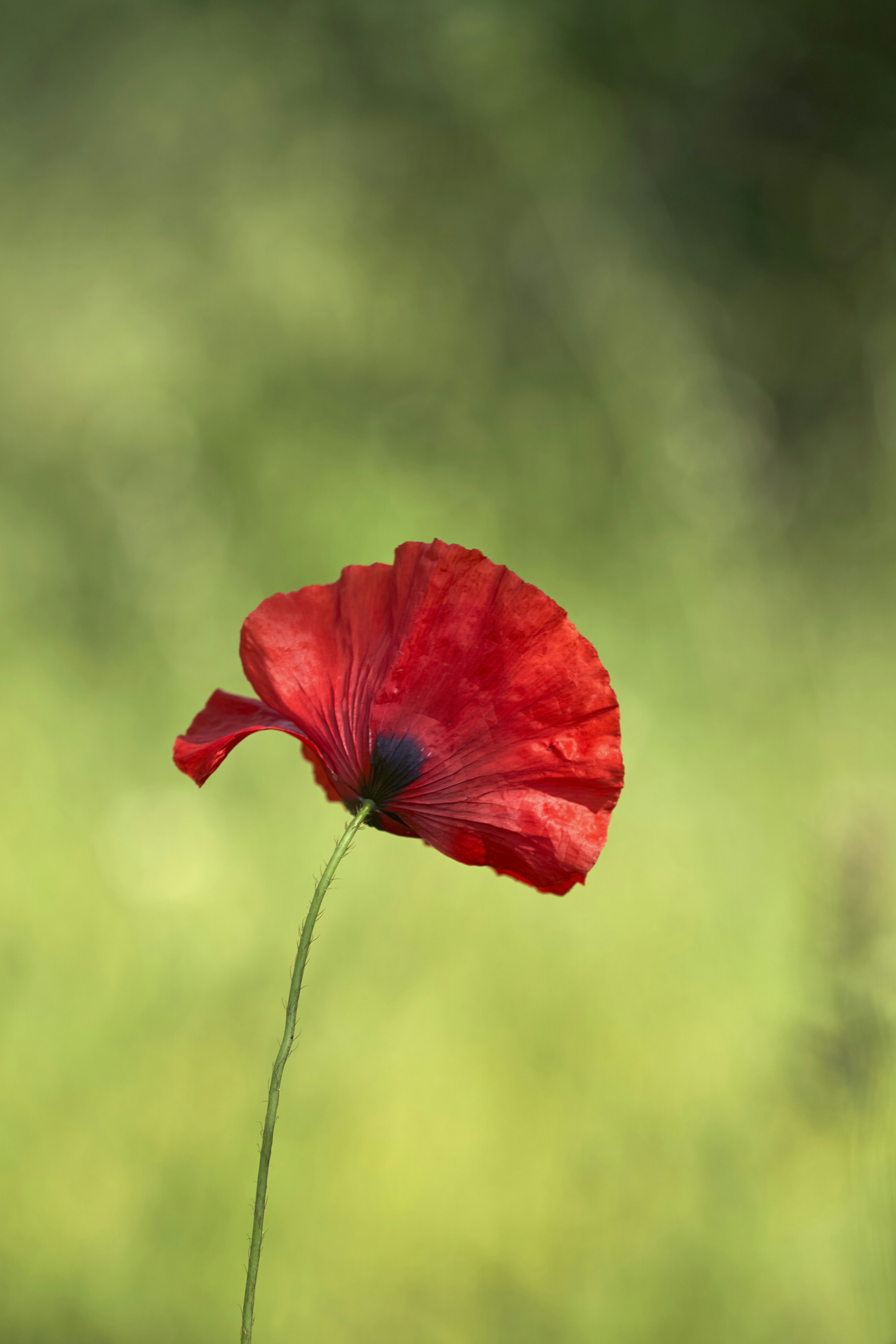 Photo by wolfgang_hasselmann