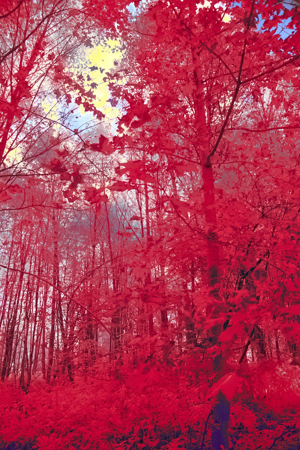 a red picture of trees in the woods