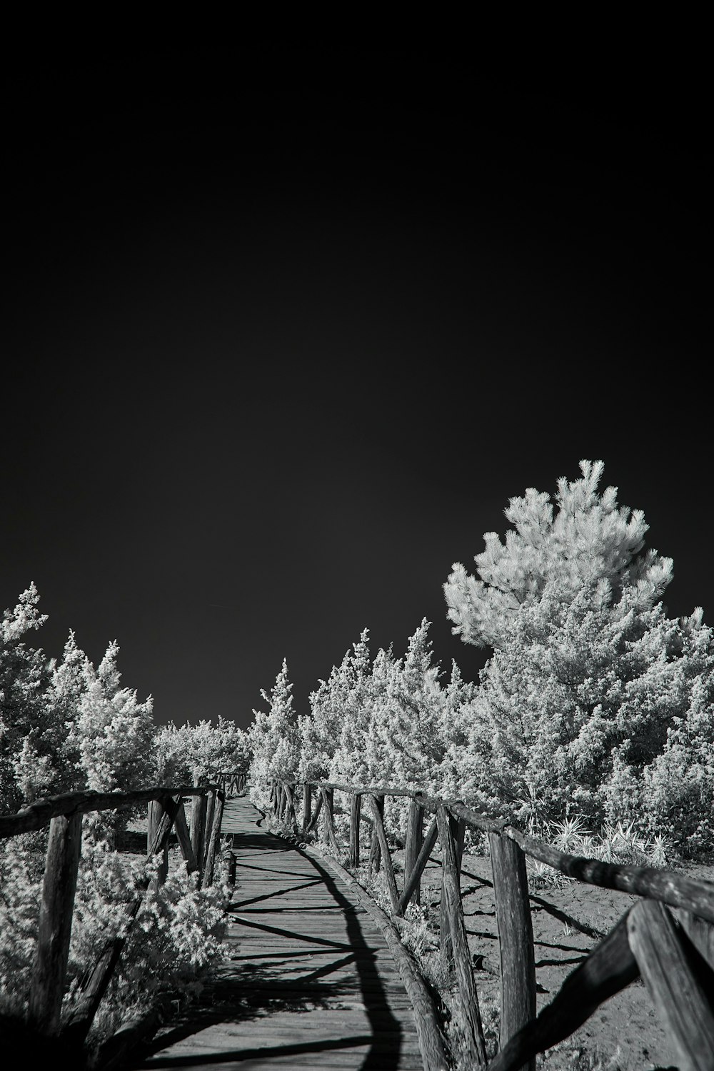 a black and white photo of a path between trees