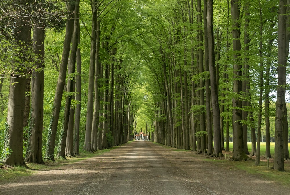 숲 속의 키 큰 나무들로 둘러싸인 비포장 도로