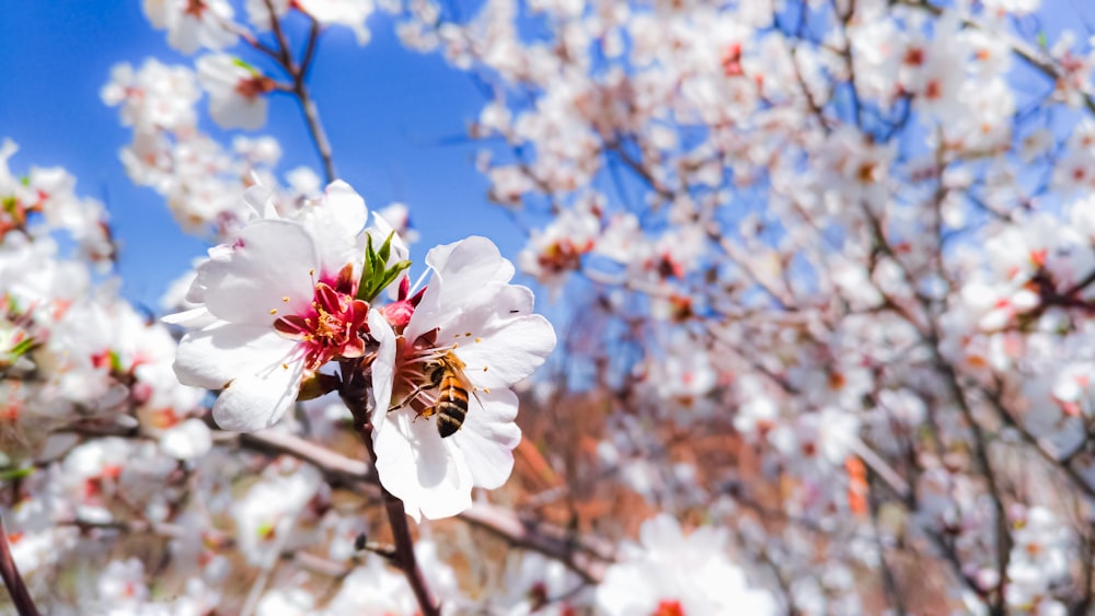 a white flower with a bee on it