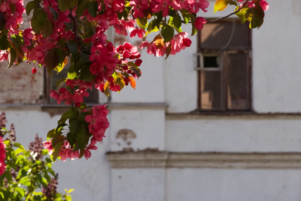 a white building with a bunch of pink flowers in front of it
