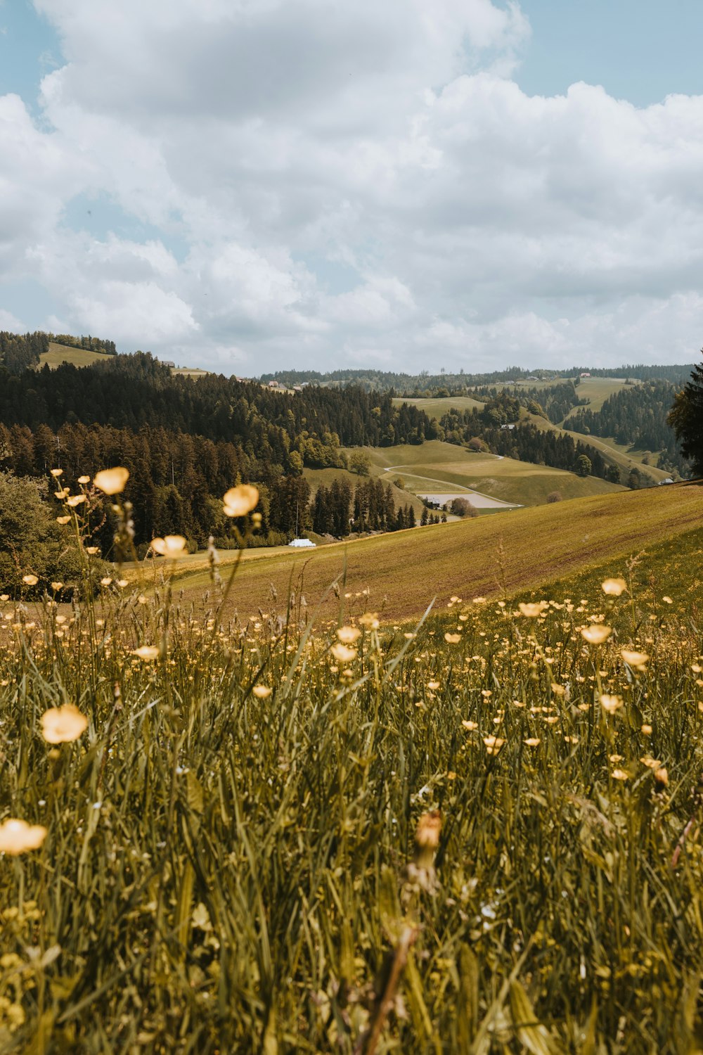 a field with lots of flowers in the middle of it