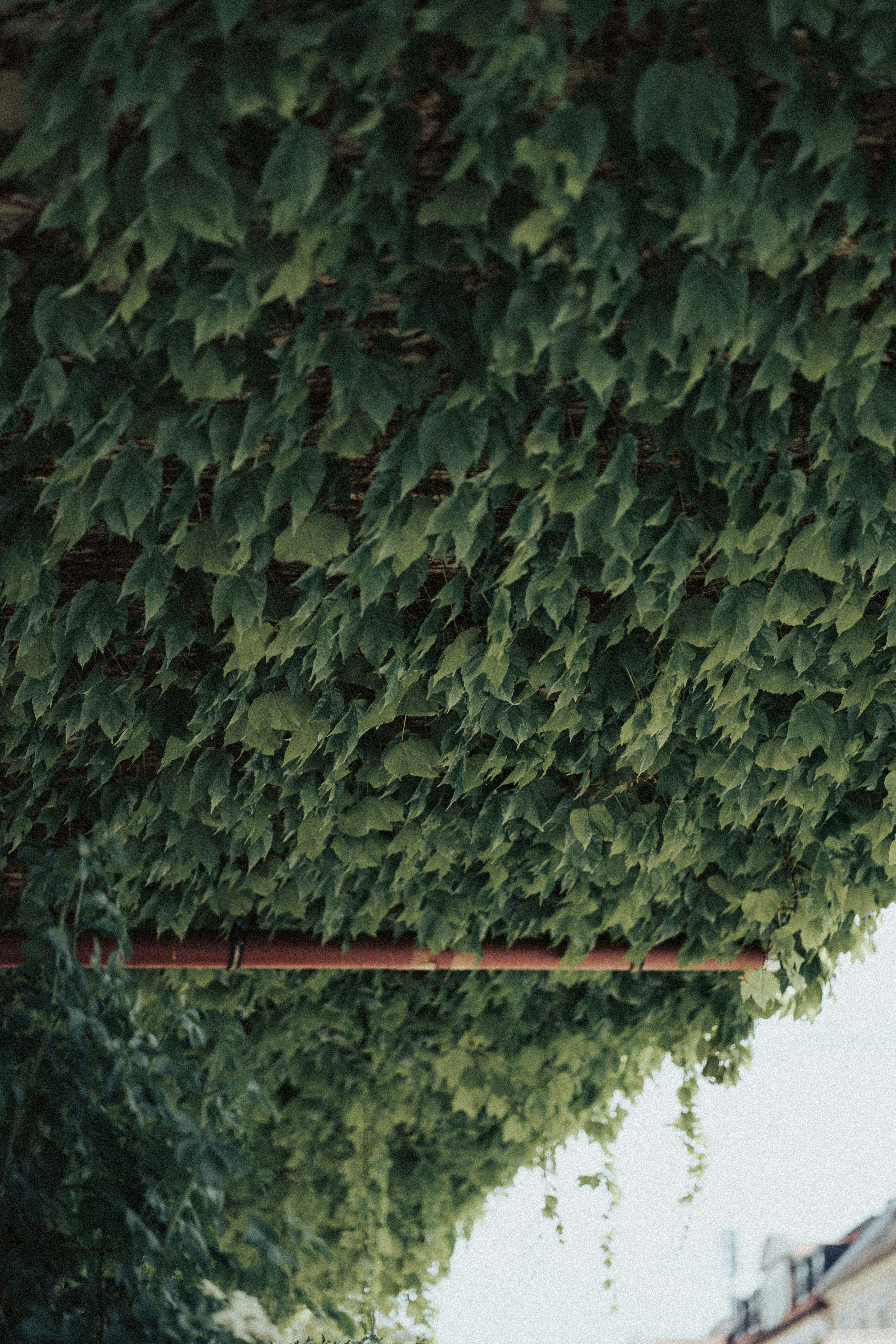 a bunch of green plants growing on a building