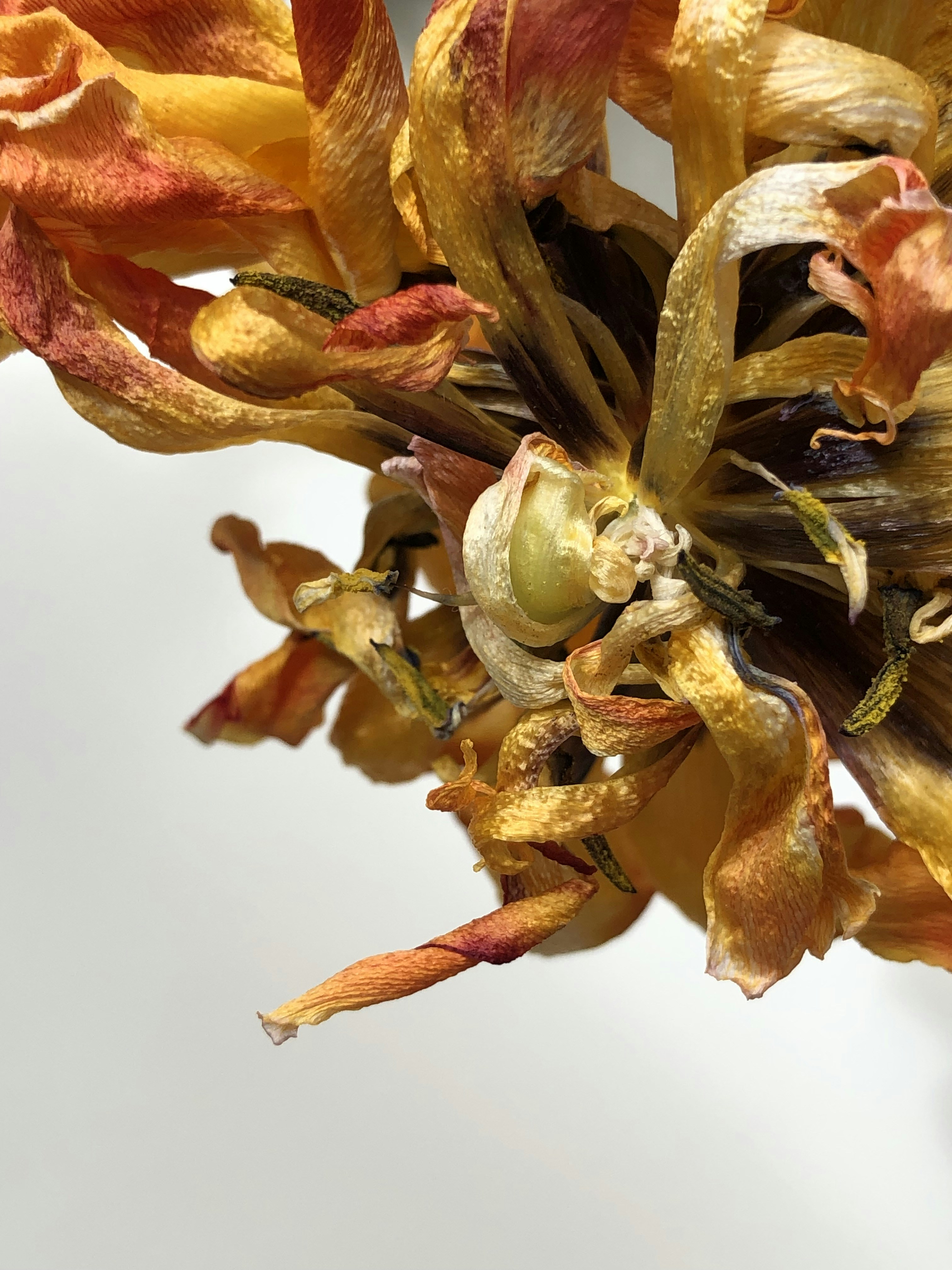 Photo by inna_lobacheva