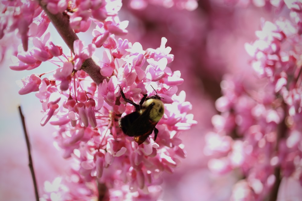 a bum is sitting on a pink flower