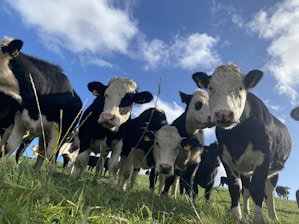 Close-up of different livestock breeds standing together on a farm.
