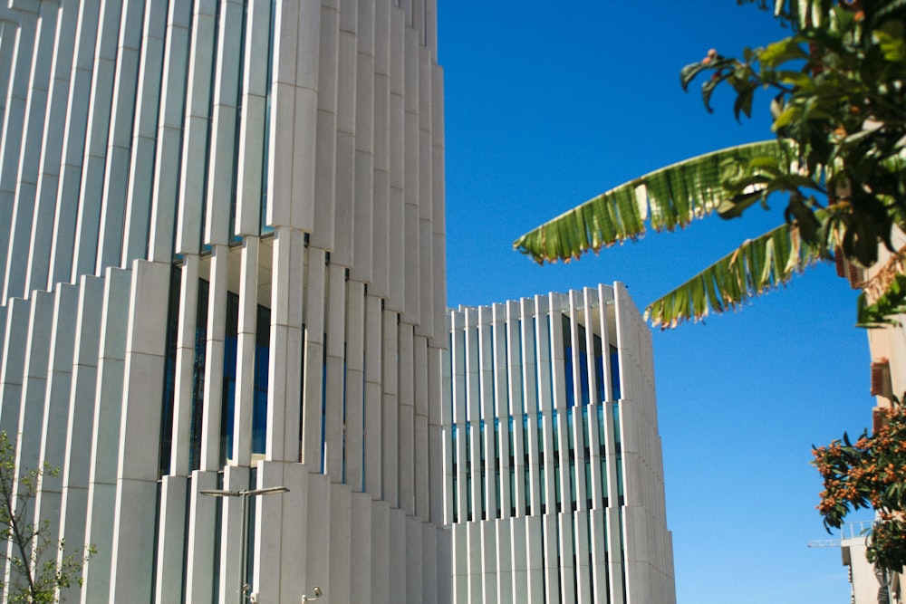 a tall white building with a palm tree in front of it