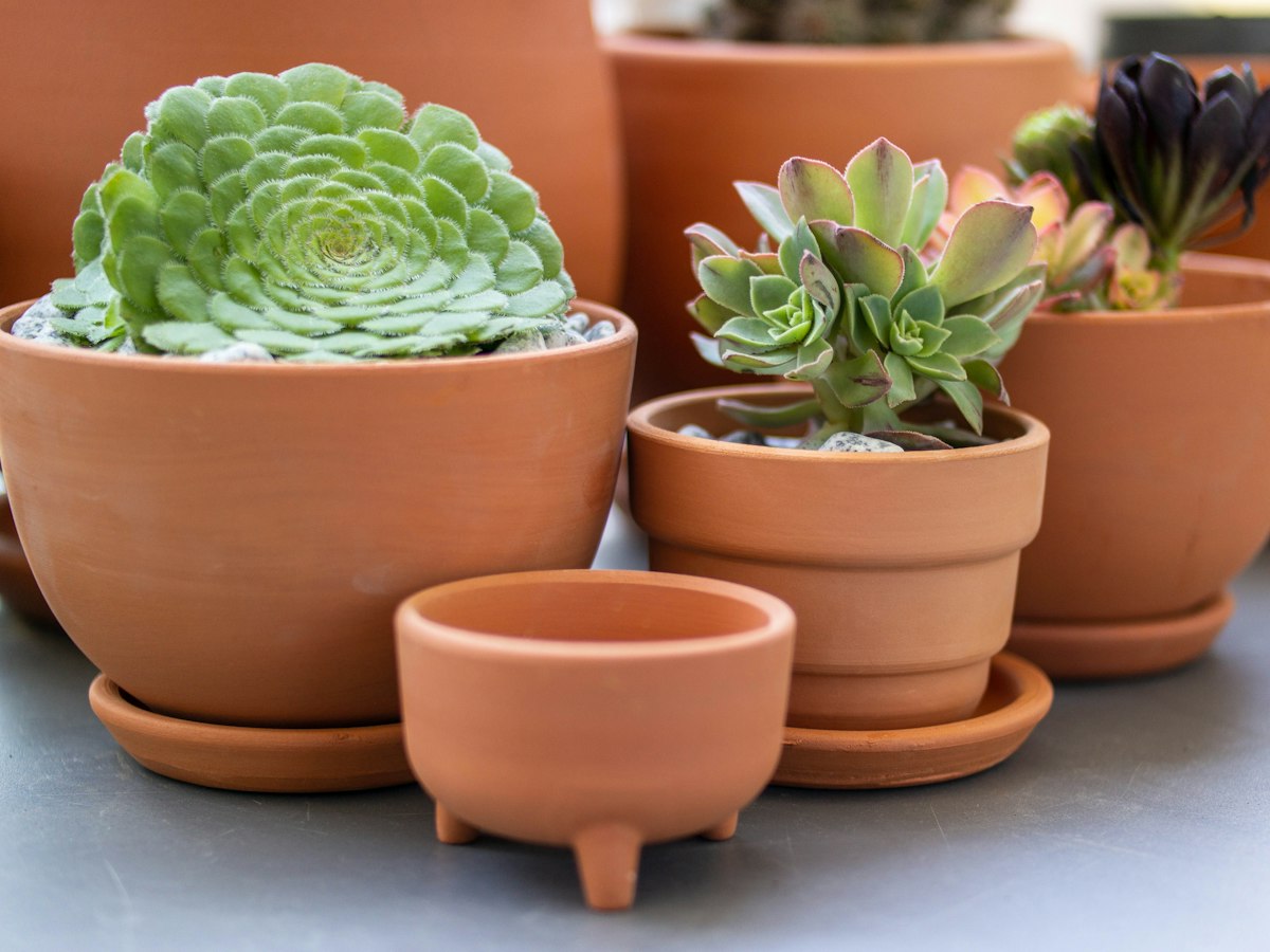 観葉植物の受け皿の選び方と使い方｜素材別の比較
