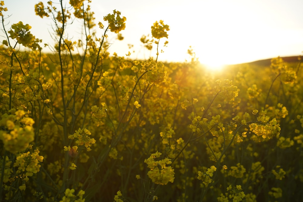 a field of yellow flowers with the sun in the background