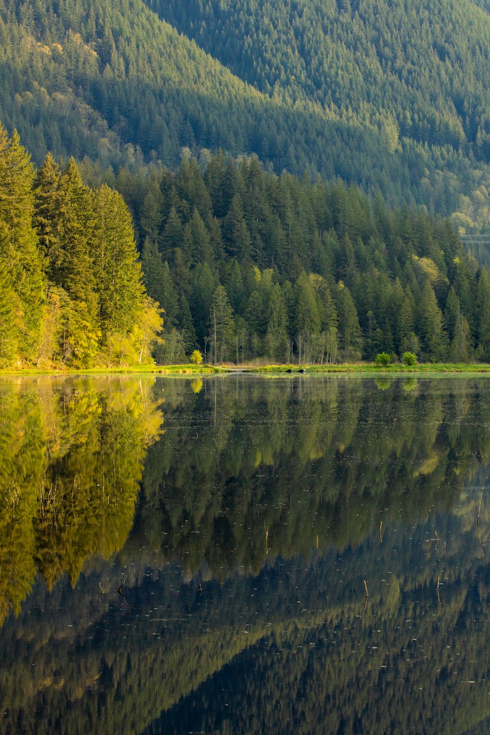 un grand plan d’eau entouré d’une forêt