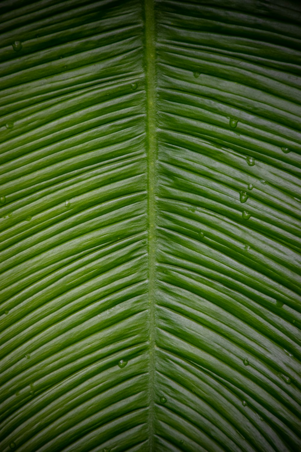 a green leaf with drops of water on it