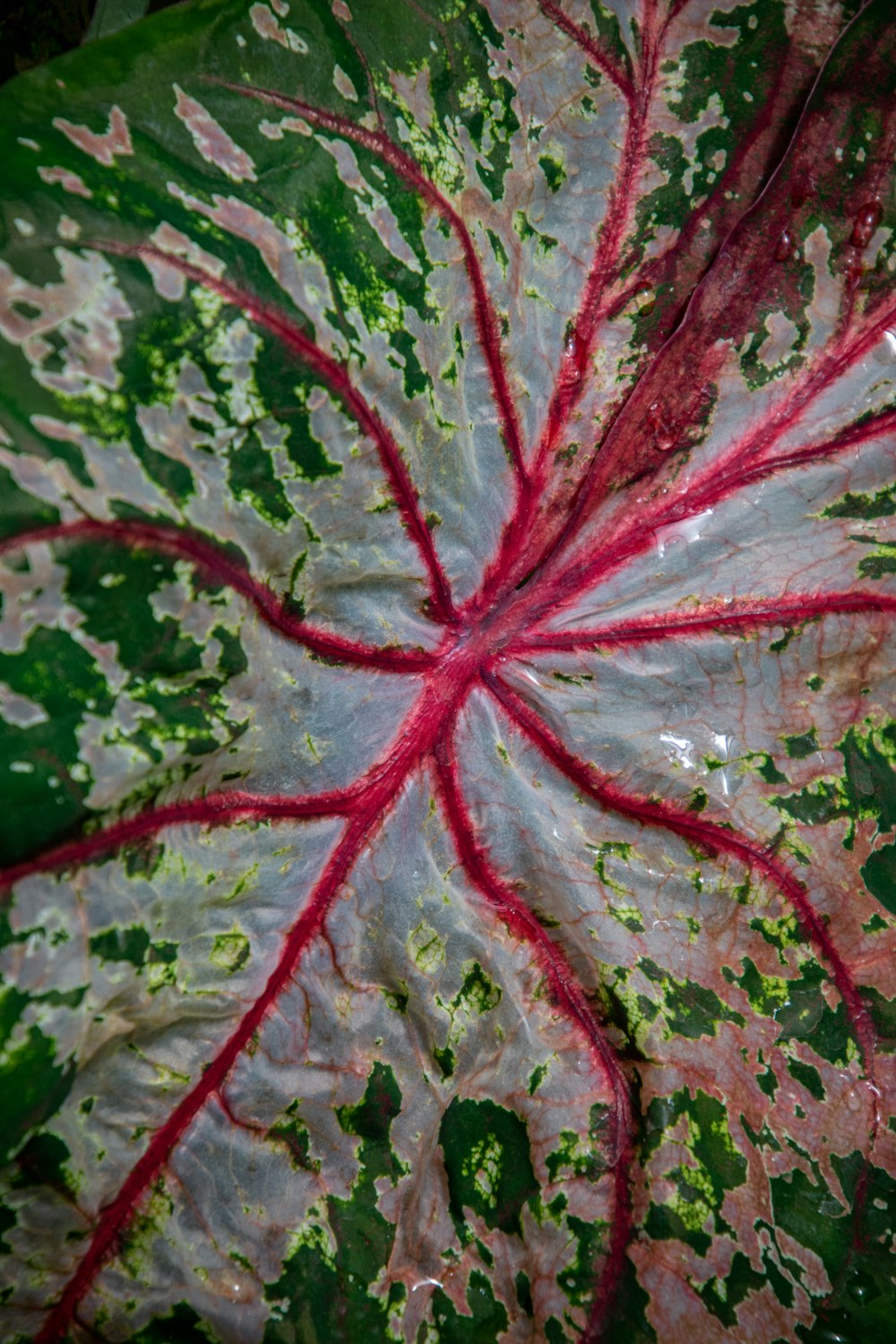 a close up of a green and red leaf