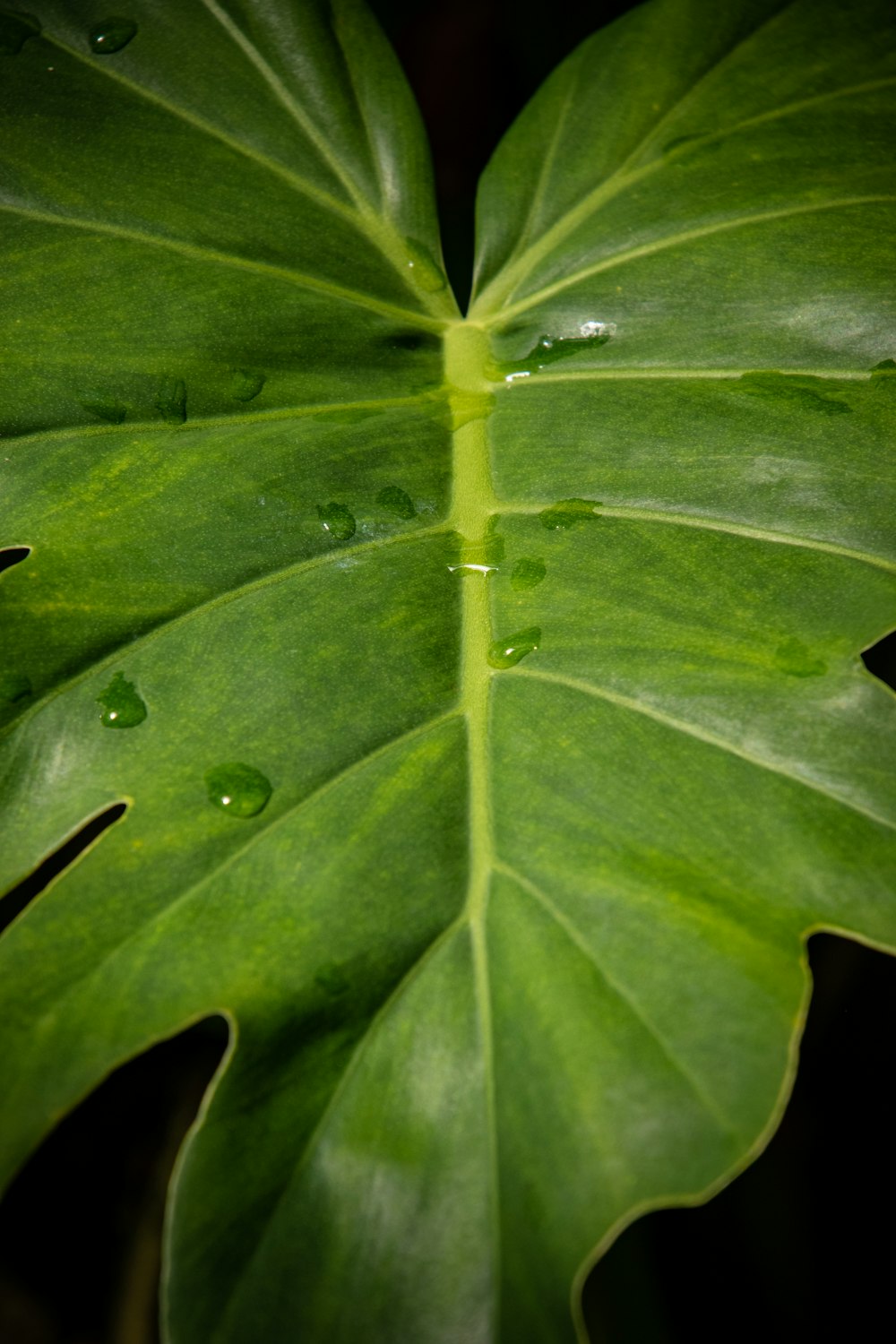 a large green leaf with drops of water on it