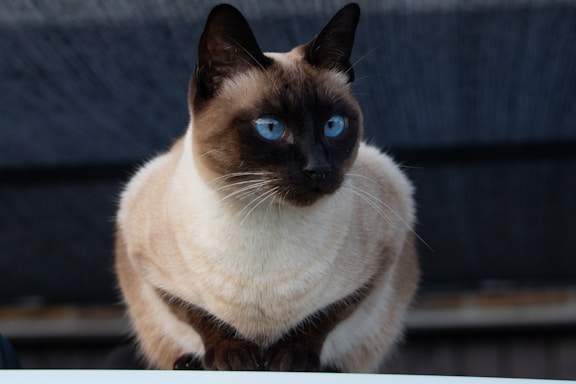 A Siamese cat with striking blue eyes and prominent dark markings on its face and ears sits against a blurred, dark background. Its fur is light cream with darker brown points, and it seems to be gazing intently at something off-camera.