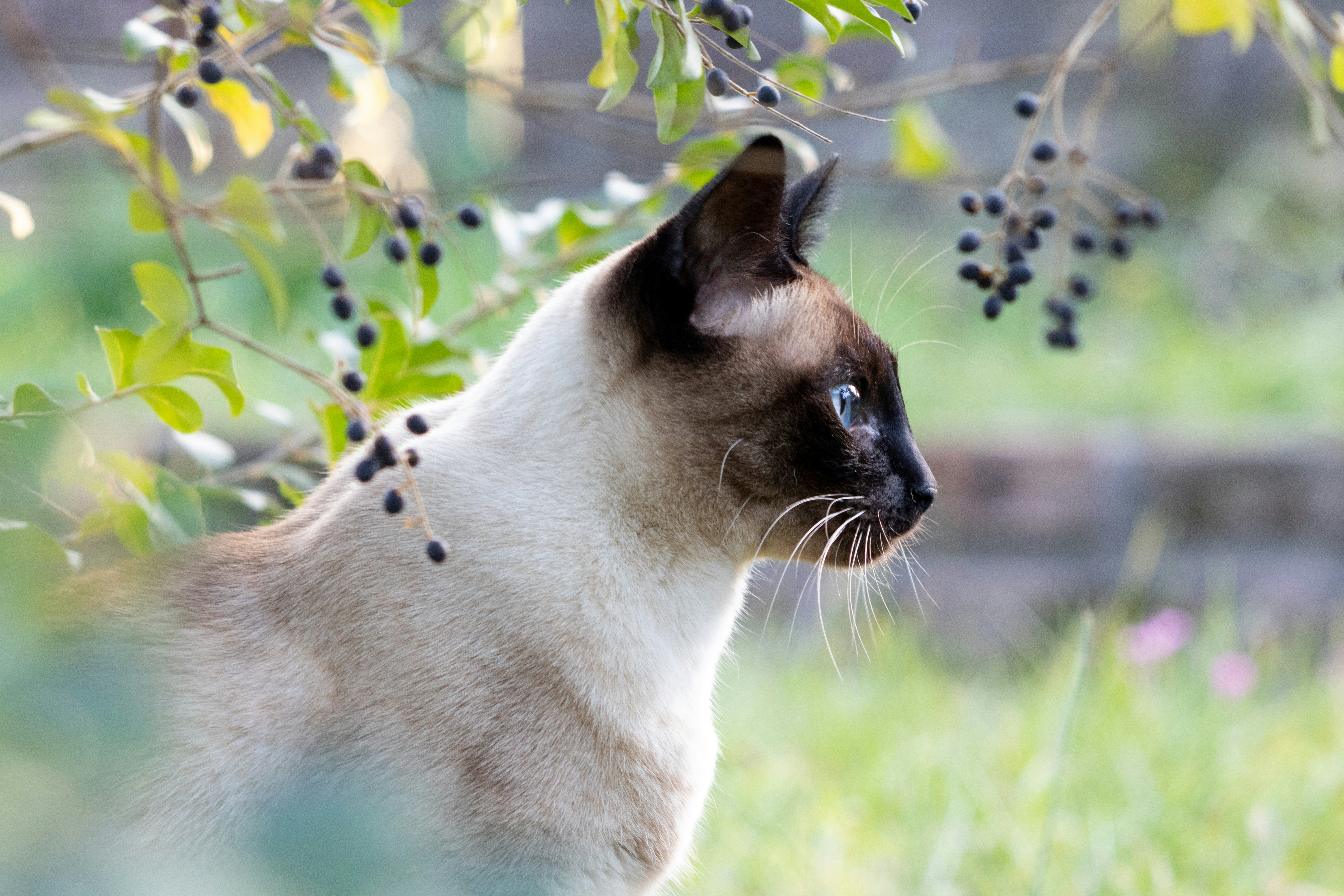 El Singapura – Razas de Gatos