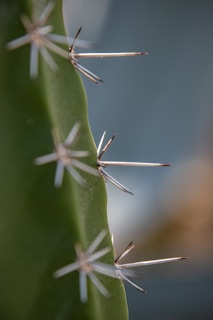 Close-up of a green cactus with sharp, long, white spines protruding from its surface. The background is softly blurred, focusing attention on the spines and the vibrant green of the cactus.