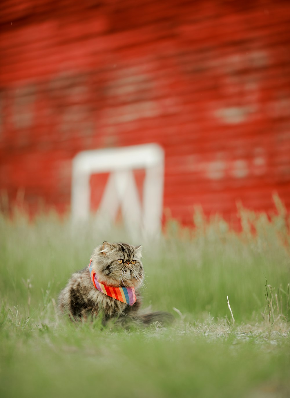 Eine Katze sitzt im Gras vor einer roten Scheune