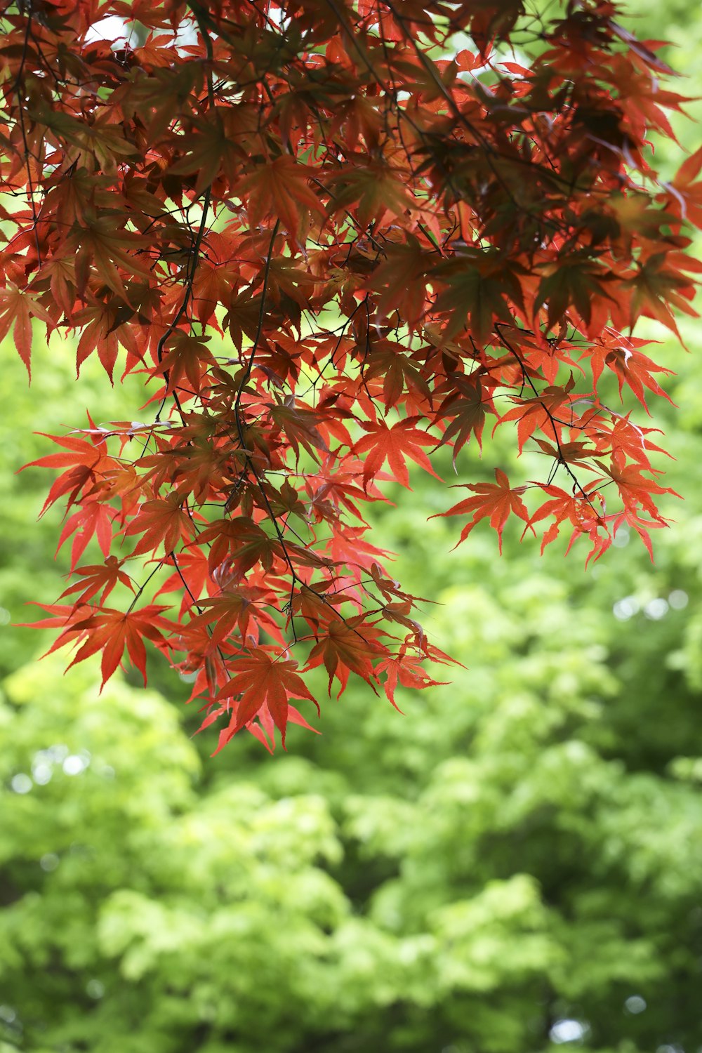 a tree with red leaves in front of a forest