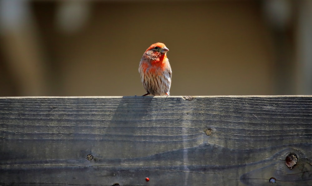 Ein kleiner Vogel sitzt auf einem Holzzaun