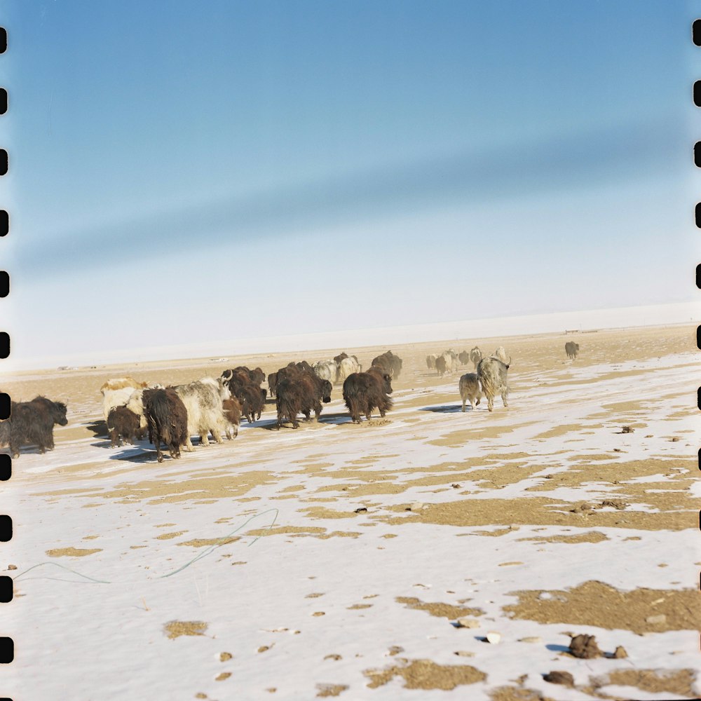 a herd of cattle walking across a snow covered field